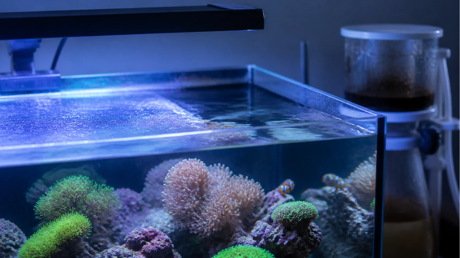 Marine aquarium surface film compared with protein skimmer equipment roles